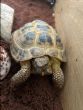Horsfield : Male approx 13 years old (Lettuce)